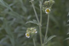 Tall Cinquefoil, Drymocallis arguta