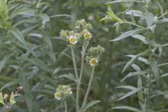 Tall Cinquefoil, Drymocallis arguta Tall Cinquefoil, Drymocallis arguta