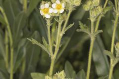 Tall Cinquefoil, Drymocallis arguta