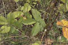 Prairie Cinquefoil, Drymocallis arguta Prairie Cinquefoil, Drymocallis arguta