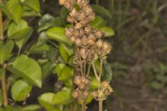 Prairie Cinquefoil, Drymocallis arguta
