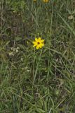 Tall Coreopsis, Coreopsis tripteris