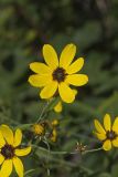 Tall Coreopsis, Coreopsis tripteris