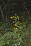Tall Coreopsis, Coreopsis tripteris