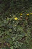 Tall Coreopsis, Coreopsis tripteris