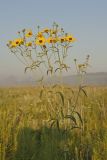 Tall Coreopsis, Coreopsis tripteris