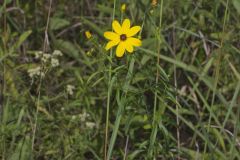 Tall Coreopsis, Coreopsis tripteris