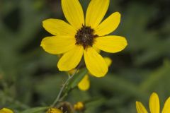 Tall Coreopsis, Coreopsis tripteris