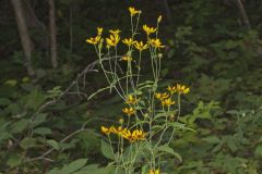 Tall Coreopsis, Coreopsis tripteris