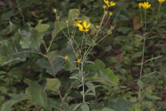 Tall Coreopsis, Coreopsis tripteris