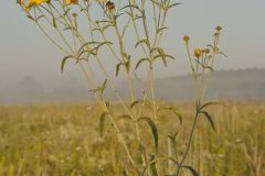 Tall Coreopsis, Coreopsis tripteris