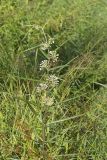 Tall Green Milkweed, Asclepias hirtella