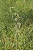 Tall Green Milkweed, Asclepias hirtella
