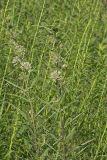 Tall Green Milkweed, Asclepias hirtella