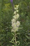Tall Green Milkweed, Asclepias hirtella