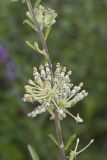 Tall Green Milkweed, Asclepias hirtella