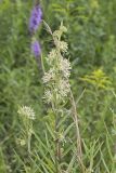 Tall Green Milkweed, Asclepias hirtella