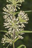 Tall Green Milkweed, Asclepias hirtella