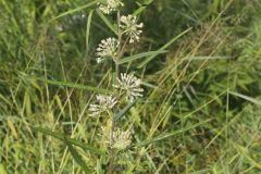 Tall Green Milkweed, Asclepias hirtella