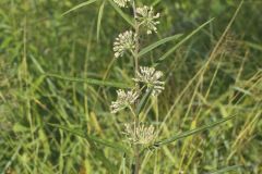 Tall Green Milkweed, Asclepias hirtella