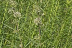 Tall Green Milkweed, Asclepias hirtella