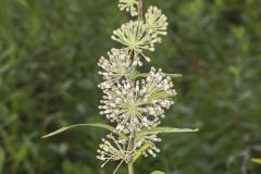 Tall Green Milkweed, Asclepias hirtella