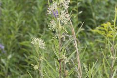 Tall Green Milkweed, Asclepias hirtella