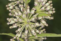 Tall Green Milkweed, Asclepias hirtella