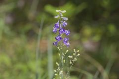 Tall Larkspur, Delphinium exaltatum