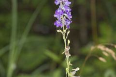 Tall Larkspur, Delphinium exaltatum
