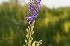 Tall Larkspur, Delphinium exaltatum