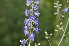 Tall Larkspur, Delphinium exaltatum