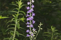 Tall Larkspur, Delphinium exaltatum