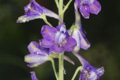 Tall Larkspur, Delphinium exaltatum