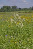 Tall Meadow Rue, Thalictrum dasycarpum