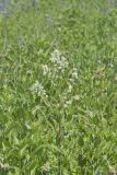 Tall Meadow Rue, Thalictrum dasycarpum