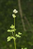 Tall Meadow Rue, Thalictrum dasycarpum