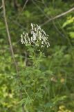 Tall Meadow Rue, Thalictrum dasycarpum