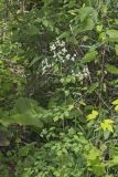 Tall Meadow Rue, Thalictrum dasycarpum