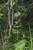 Tall Meadow Rue, Thalictrum dasycarpum