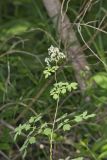 Tall Meadow Rue, Thalictrum dasycarpum