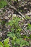 Tall Meadow Rue, Thalictrum dasycarpum