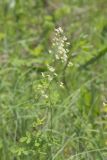 Tall Meadow Rue, Thalictrum dasycarpum