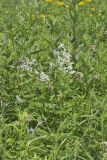 Tall Meadow Rue, Thalictrum dasycarpum