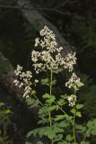 Tall Meadow Rue, Thalictrum dasycarpum