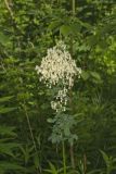 Tall Meadow Rue, Thalictrum dasycarpum