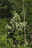 Tall Meadow Rue, Thalictrum dasycarpum