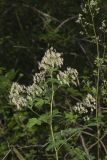 Tall Meadow Rue, Thalictrum dasycarpum