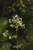 Tall Meadow Rue, Thalictrum dasycarpum
