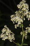 Tall Meadow Rue, Thalictrum dasycarpum